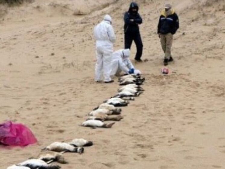 Климатический кризис и чрезмерный вылов рыбы привели к гибели 95% пингвинов