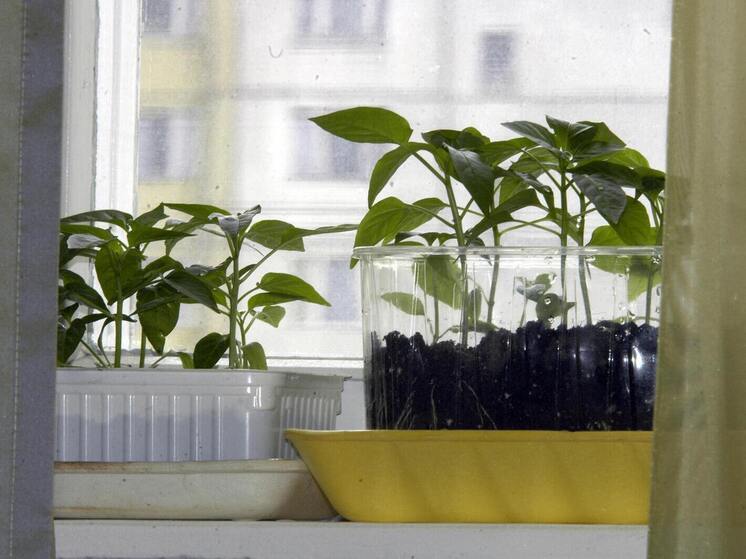 Исследование показало растущий запрос горожан на выращивание овощей и фруктов у себя дома